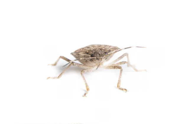 Bed Bugs In The Office